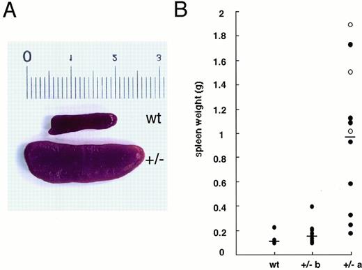Fig. 2. Splenomegaly in the GATA-1.05 heterozygous mutant female mice. (A) Spleens were removed from wild-type (upper) andGATA-1.05 heterozygous (lower) littermates after genotyping and hematocrit screening of animals. Note that the spleen of theGATA-1.05 heterozygous mouse is markedly enlarged and is somewhat pink as compared with the dark red spleen from the wild-type mouse. (B) Sizes of the spleens from 6 wild-type (wt) and 22 heterozygous mutant (+/GATA-1.05) female mice. +/− b shows the spleen weights of the biopsied 8- to 12-week-old healthyGATA-1.05 heterozygous mice (those listed in Table 1). +/− a indicates mice that were found dead whose spleen weights were determined upon necropsy. (○) Mice no. 12 through 14 of Table 1 are indicated.