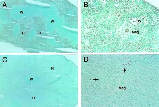 Fig. 5. Anti–GATA-1 antibody staining of spleens. Spleens isolated from either a heterozygous mutant female mouse with marked splenomegaly (C and D) or a wild-type mouse (A and B). Many cells in the red pulp (R) of the spleen of the wild-type mouse were clearly GATA-1 positive. Note that both proerythroblasts and megakaryocytes were GATA-1 positive. In contrast, accumulating proerythroblasts and megakaryocytes did not stain for GATA-1 in the spleens of heterozygous mutant female mice (C and D). R, red pulp; W, white pulp; Meg, megakaryocytes. Arrows stand for normal GATA-1–positive cells. Original magnifications × 10 (A and C) and × 80 (B and D).