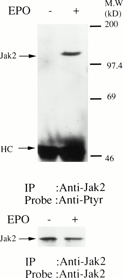 Fig. 1. (A, upper panel) Tyrosine phosphorylation of Jak2 in human erythroid cells stimulated by erythropoietin (10 U/mL). Day-8 cells were lysed by the addition of an equal amount of a buffer containing 2% Triton X-100 before and after exposure to erythropoietin (10 U/mL). Jak2 was immunoprecipitated with specific Jak2 antisera. Immune complexes were resuspended in SDS sample buffer. Tyrosine phosphorylation of Jak2 was detected by 4G10 as described in the Materials and Methods. Bands were visualized by chemiluminescence. (A, lower panel) The same nylon membrane used in A was stripped of the antibody and reprobed for Jak2. Bands were visualized by NBT/BCIP. Lanes are the same as in (A). (B, upper and lower panels) The time course of tyrosine phosphorylation of Jak2. Tyrosine phosphorylation of Jak2 was detected as described in (A). Lane 1, resting erythroid cells. Lanes 2 to 5, 1 minute, 5 minutes, 10 minutes, and 30 minutes after exposure to erythropoietin (10 U/mL). (B, upper and lower panels) The time course of tyrosine phosphorylation of Jak2. Day-8 cells were stimulated with erythropoietin (10 U/mL) for the indicated time. Tyrosine phosphorylation of Jak2 was detected as described in (A). (C, upper and lower panels) The dose response of tyrosine phosphorylation of Jak2. Day-8 cells were stimulated with different concentrations of erythropoietin for 10 minutes. Tyrosine phosphorylation of Jak2 was detected as described in (A). {/ANNT;4224n;;0n;0n}A