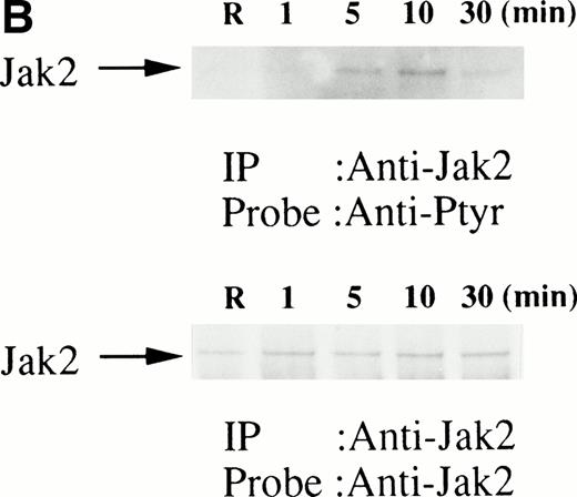 Fig. 1. (A, upper panel) Tyrosine phosphorylation of Jak2 in human erythroid cells stimulated by erythropoietin (10 U/mL). Day-8 cells were lysed by the addition of an equal amount of a buffer containing 2% Triton X-100 before and after exposure to erythropoietin (10 U/mL). Jak2 was immunoprecipitated with specific Jak2 antisera. Immune complexes were resuspended in SDS sample buffer. Tyrosine phosphorylation of Jak2 was detected by 4G10 as described in the Materials and Methods. Bands were visualized by chemiluminescence. (A, lower panel) The same nylon membrane used in A was stripped of the antibody and reprobed for Jak2. Bands were visualized by NBT/BCIP. Lanes are the same as in (A). (B, upper and lower panels) The time course of tyrosine phosphorylation of Jak2. Tyrosine phosphorylation of Jak2 was detected as described in (A). Lane 1, resting erythroid cells. Lanes 2 to 5, 1 minute, 5 minutes, 10 minutes, and 30 minutes after exposure to erythropoietin (10 U/mL). (B, upper and lower panels) The time course of tyrosine phosphorylation of Jak2. Day-8 cells were stimulated with erythropoietin (10 U/mL) for the indicated time. Tyrosine phosphorylation of Jak2 was detected as described in (A). (C, upper and lower panels) The dose response of tyrosine phosphorylation of Jak2. Day-8 cells were stimulated with different concentrations of erythropoietin for 10 minutes. Tyrosine phosphorylation of Jak2 was detected as described in (A). {/ANNT;4224n;;0n;0n}A