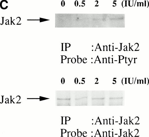 Fig. 1. (A, upper panel) Tyrosine phosphorylation of Jak2 in human erythroid cells stimulated by erythropoietin (10 U/mL). Day-8 cells were lysed by the addition of an equal amount of a buffer containing 2% Triton X-100 before and after exposure to erythropoietin (10 U/mL). Jak2 was immunoprecipitated with specific Jak2 antisera. Immune complexes were resuspended in SDS sample buffer. Tyrosine phosphorylation of Jak2 was detected by 4G10 as described in the Materials and Methods. Bands were visualized by chemiluminescence. (A, lower panel) The same nylon membrane used in A was stripped of the antibody and reprobed for Jak2. Bands were visualized by NBT/BCIP. Lanes are the same as in (A). (B, upper and lower panels) The time course of tyrosine phosphorylation of Jak2. Tyrosine phosphorylation of Jak2 was detected as described in (A). Lane 1, resting erythroid cells. Lanes 2 to 5, 1 minute, 5 minutes, 10 minutes, and 30 minutes after exposure to erythropoietin (10 U/mL). (B, upper and lower panels) The time course of tyrosine phosphorylation of Jak2. Day-8 cells were stimulated with erythropoietin (10 U/mL) for the indicated time. Tyrosine phosphorylation of Jak2 was detected as described in (A). (C, upper and lower panels) The dose response of tyrosine phosphorylation of Jak2. Day-8 cells were stimulated with different concentrations of erythropoietin for 10 minutes. Tyrosine phosphorylation of Jak2 was detected as described in (A). {/ANNT;4224n;;0n;0n}A