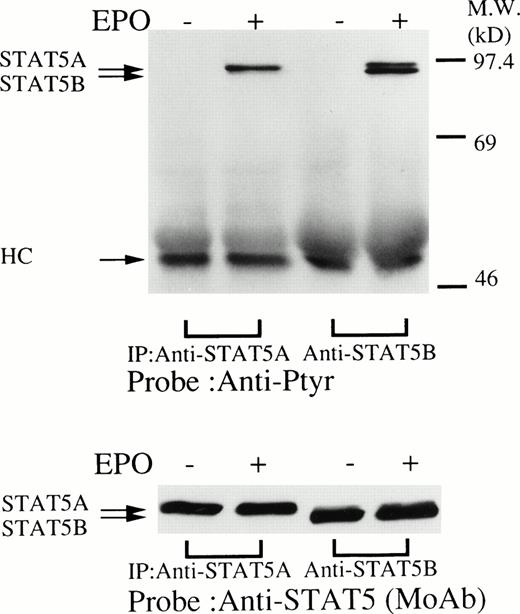 Fig. 2. (upper panel) Tyrosine phosphorylation of STAT5 in the erythroid day-8 cells stimulated by erythropoietin (10 U/mL) for 10 minutes. The erythroid cells were lysed by the addition of an equal amount of a buffer containing 2% Triton X-100 before and after exposure to erythropoietin (10 U/mL). STAT5 was immunoprecipitated with STAT5A or STAT5B antisera as indicated. Immune complexes were resuspended in SDS sample buffer. Tyrosine phosphorylation of STAT5 was detected by 4G10 as described in Fig 1A. Bands were visualized by chemiluminescence. (lower panel) The same nylon membrane was stripped of the antibody and reprobed for STAT5 with an anti-STAT5 monoclonal antibody. Bands were visualized by chemiluminescence.