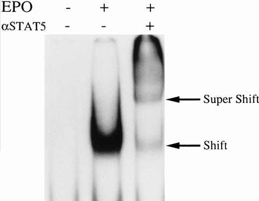 Fig. 3. Erythropoietin activates STAT5 in erythroid cells. Growth factor-deprived day-8 cells were stimulated with 10 U/mL erythropoietin and nuclear extracts were prepared. Nuclear extracts were subject to EMSA by using a β-casein probe. Lane 1, nuclear extracts from unstimulated cells; lane 2, nuclear extracts from erythropoietin-stimulated cells; lane 3, the same as in lane 2, except the nuclear extracts were incubated with STAT5 antisera before EMSA. Shift indicates probe complex in the absence of the antibodies. Super Shift indicates the supershifted band in the presence of STAT5 antisera.