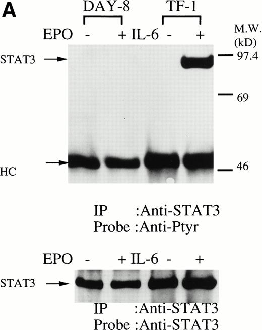 Fig. 4. (A, upper panel) Tyrosine phosphorylation of STAT3 was not tyrosine phosphorylated in the erythroid cells stimulated with erythropoietin for 10 minutes. The erythroid cells were lysed by the addition of an equal amount of a buffer containing 2% Triton X-100 before and after exposure to erythropoietin (10 U/mL). STAT3 was immunoprecipitated with specific anti-STAT3 antisera. As a positive control, TF-1 cells were stimulated with IL-6 (100 ng/mL) for 10 minutes. Immune complexes were resuspended in SDS sample buffer. Tyrosine phosphorylation of STAT3 was detected by 4G10 as described in Fig 1A. Bands were visualized by chemiluminescence. Lane 1, resting erythroid cells; lane 2, 10 minutes after exposure to erythropoietin (10 U/mL); lane 3, resting TF-1 cells, lane 4, 10 minutes after exposure to IL-6 (100 ng/mL). (lower panel) The same nylon membrane was stripped of the antibody and reprobed for STAT3. Bands were visualized by chemiluminescence. Lanes are the same as in upper panel. (B) Anti-STAT1 was used instead of STAT3 antisera.