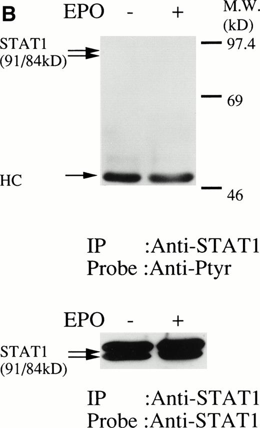 Fig. 4. (A, upper panel) Tyrosine phosphorylation of STAT3 was not tyrosine phosphorylated in the erythroid cells stimulated with erythropoietin for 10 minutes. The erythroid cells were lysed by the addition of an equal amount of a buffer containing 2% Triton X-100 before and after exposure to erythropoietin (10 U/mL). STAT3 was immunoprecipitated with specific anti-STAT3 antisera. As a positive control, TF-1 cells were stimulated with IL-6 (100 ng/mL) for 10 minutes. Immune complexes were resuspended in SDS sample buffer. Tyrosine phosphorylation of STAT3 was detected by 4G10 as described in Fig 1A. Bands were visualized by chemiluminescence. Lane 1, resting erythroid cells; lane 2, 10 minutes after exposure to erythropoietin (10 U/mL); lane 3, resting TF-1 cells, lane 4, 10 minutes after exposure to IL-6 (100 ng/mL). (lower panel) The same nylon membrane was stripped of the antibody and reprobed for STAT3. Bands were visualized by chemiluminescence. Lanes are the same as in upper panel. (B) Anti-STAT1 was used instead of STAT3 antisera.