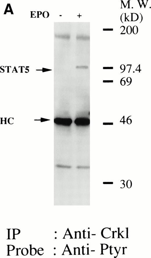 Fig. 5. (A and B) Crkl immunoprecipitates from erythropoietin-stimulated erythroid cells contain a tyrosine phosphorylated 95- to 100-kD protein, which is also recognized by a STAT5 monoclonal antibody. Erythroid cells were lysed by the addition of an equal amount of a buffer containing 2% Triton X-100 before and after exposure to eythropoietin (10 U/mL for 10 minutes). Crkl was immunoprecipitated with specific Crkl antisera. The Crkl immunoprecipitates were divided into two. Tyrosine phosphorylated proteins (A), STAT5 (B, upper panel), and Crkl (B, lower panel) in the Crkl immunoprecipitates were detected as described in Fig 1. (C) Crkl-STAT5 coimmunoprecipitation was inhibited by phenylphosphate (PP, 20 mmol/L) or Crkl immunizing peptide (20 μg/mL). Erythroid cells were divided equally to four samples. Three samples were incubated wtih eythropoietin (10 U/mL for 10 minutes). Crkl was immunoprecipitated with specific Crkl antisera. STAT5 (upper panel) and Crkl (lower panel) in the Crkl immunoprecipitates were detected as described in (A) and (B). (D) Bacterially expressed the SH2 domain of Crkl (GST-Crkl-SH2) binds to STAT5 from erythropoietin-stimulated erythroid cells. Lysates from starved (−) erythroid cells or cells stimulated with 10 U/mL of erythropoietin for 10 minutes (+) were analyzed for binding to GST-Crkl-SH2. Bound proteins were separated by SDS-PAGE, transferred to PVDF membranes and immunoblotted with STAT5 (upper panel) or GST (lower panel) monoclonal antibodies.