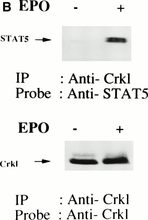 Fig. 5. (A and B) Crkl immunoprecipitates from erythropoietin-stimulated erythroid cells contain a tyrosine phosphorylated 95- to 100-kD protein, which is also recognized by a STAT5 monoclonal antibody. Erythroid cells were lysed by the addition of an equal amount of a buffer containing 2% Triton X-100 before and after exposure to eythropoietin (10 U/mL for 10 minutes). Crkl was immunoprecipitated with specific Crkl antisera. The Crkl immunoprecipitates were divided into two. Tyrosine phosphorylated proteins (A), STAT5 (B, upper panel), and Crkl (B, lower panel) in the Crkl immunoprecipitates were detected as described in Fig 1. (C) Crkl-STAT5 coimmunoprecipitation was inhibited by phenylphosphate (PP, 20 mmol/L) or Crkl immunizing peptide (20 μg/mL). Erythroid cells were divided equally to four samples. Three samples were incubated wtih eythropoietin (10 U/mL for 10 minutes). Crkl was immunoprecipitated with specific Crkl antisera. STAT5 (upper panel) and Crkl (lower panel) in the Crkl immunoprecipitates were detected as described in (A) and (B). (D) Bacterially expressed the SH2 domain of Crkl (GST-Crkl-SH2) binds to STAT5 from erythropoietin-stimulated erythroid cells. Lysates from starved (−) erythroid cells or cells stimulated with 10 U/mL of erythropoietin for 10 minutes (+) were analyzed for binding to GST-Crkl-SH2. Bound proteins were separated by SDS-PAGE, transferred to PVDF membranes and immunoblotted with STAT5 (upper panel) or GST (lower panel) monoclonal antibodies.