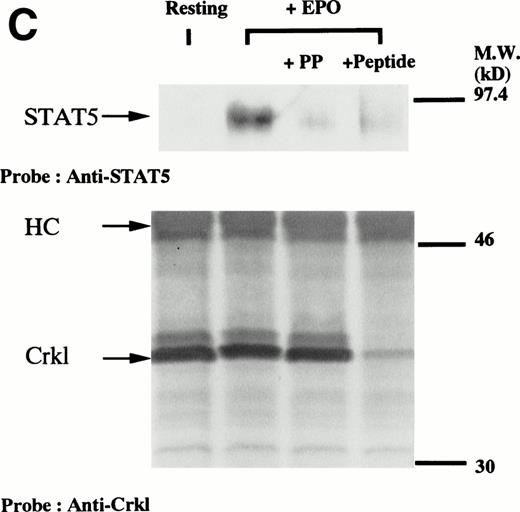 Fig. 5. (A and B) Crkl immunoprecipitates from erythropoietin-stimulated erythroid cells contain a tyrosine phosphorylated 95- to 100-kD protein, which is also recognized by a STAT5 monoclonal antibody. Erythroid cells were lysed by the addition of an equal amount of a buffer containing 2% Triton X-100 before and after exposure to eythropoietin (10 U/mL for 10 minutes). Crkl was immunoprecipitated with specific Crkl antisera. The Crkl immunoprecipitates were divided into two. Tyrosine phosphorylated proteins (A), STAT5 (B, upper panel), and Crkl (B, lower panel) in the Crkl immunoprecipitates were detected as described in Fig 1. (C) Crkl-STAT5 coimmunoprecipitation was inhibited by phenylphosphate (PP, 20 mmol/L) or Crkl immunizing peptide (20 μg/mL). Erythroid cells were divided equally to four samples. Three samples were incubated wtih eythropoietin (10 U/mL for 10 minutes). Crkl was immunoprecipitated with specific Crkl antisera. STAT5 (upper panel) and Crkl (lower panel) in the Crkl immunoprecipitates were detected as described in (A) and (B). (D) Bacterially expressed the SH2 domain of Crkl (GST-Crkl-SH2) binds to STAT5 from erythropoietin-stimulated erythroid cells. Lysates from starved (−) erythroid cells or cells stimulated with 10 U/mL of erythropoietin for 10 minutes (+) were analyzed for binding to GST-Crkl-SH2. Bound proteins were separated by SDS-PAGE, transferred to PVDF membranes and immunoblotted with STAT5 (upper panel) or GST (lower panel) monoclonal antibodies.