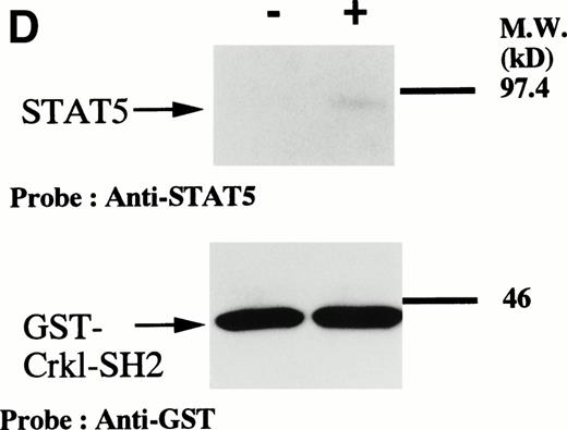 Fig. 5. (A and B) Crkl immunoprecipitates from erythropoietin-stimulated erythroid cells contain a tyrosine phosphorylated 95- to 100-kD protein, which is also recognized by a STAT5 monoclonal antibody. Erythroid cells were lysed by the addition of an equal amount of a buffer containing 2% Triton X-100 before and after exposure to eythropoietin (10 U/mL for 10 minutes). Crkl was immunoprecipitated with specific Crkl antisera. The Crkl immunoprecipitates were divided into two. Tyrosine phosphorylated proteins (A), STAT5 (B, upper panel), and Crkl (B, lower panel) in the Crkl immunoprecipitates were detected as described in Fig 1. (C) Crkl-STAT5 coimmunoprecipitation was inhibited by phenylphosphate (PP, 20 mmol/L) or Crkl immunizing peptide (20 μg/mL). Erythroid cells were divided equally to four samples. Three samples were incubated wtih eythropoietin (10 U/mL for 10 minutes). Crkl was immunoprecipitated with specific Crkl antisera. STAT5 (upper panel) and Crkl (lower panel) in the Crkl immunoprecipitates were detected as described in (A) and (B). (D) Bacterially expressed the SH2 domain of Crkl (GST-Crkl-SH2) binds to STAT5 from erythropoietin-stimulated erythroid cells. Lysates from starved (−) erythroid cells or cells stimulated with 10 U/mL of erythropoietin for 10 minutes (+) were analyzed for binding to GST-Crkl-SH2. Bound proteins were separated by SDS-PAGE, transferred to PVDF membranes and immunoblotted with STAT5 (upper panel) or GST (lower panel) monoclonal antibodies.