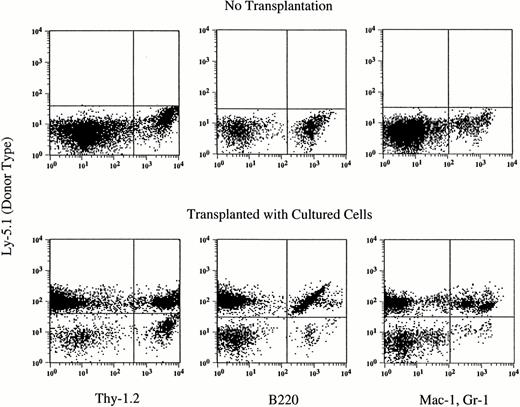 Fig. 2. Hematopoietic reconstitution by cells cultured with TPO alone. Nucleated cells of peripheral blood were analyzed by flow cytometry 5 months after transplantation. Thy-1.2+ cells, B220+ cells, and Gr-1+Mac-1+cells of donor (Ly-5.1) origin are seen. The analyses of additional samples are presented in Table 4.