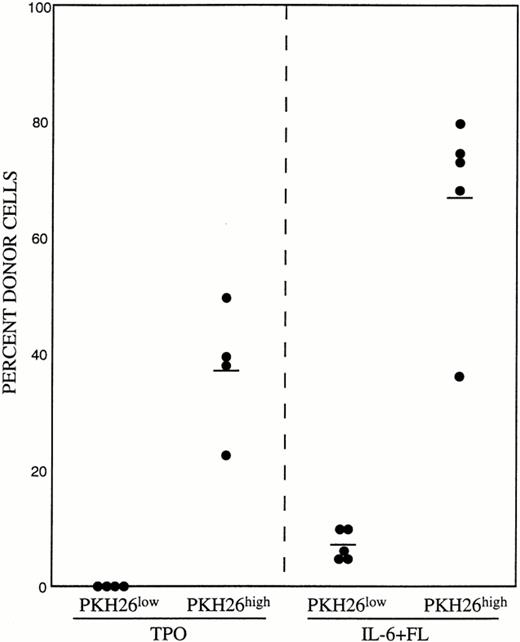 Fig. 4. Hematopoietic reconstitution by PKH26 stained cells. The four cell populations in Fig 3 (BI, BII, CI, and CII) were prepared by sorting and their in vivo reconstituting abilities were analyzed at 5 months posttransplantation.