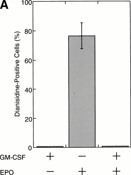 Fig. 1. Activation by GM-CSF of Stat1α and Stat3 and suppression by GM-CSF of EPO-induced erythroid differentiation. (A) UT-7/GM cells were cultured with GM-CSF (10 ng/mL) and/or EPO (10 U/mL). Seven days later, cells were harvested for dianisidine staining. The data are the means ± standard deviation (SD) of triplicate cultures. (B) Growth factor-starved UT-7/GM cells were treated with EPO (10 U/mL) and/or GM-CSF (10 ng/mL) for 15 minutes. Nuclear extracts were then prepared for an EMSA with32P-labeled SIE or β-CAP probes. Arrows A, B, and C indicate a homodimer of Stat3, a heterodimer of Stat1α and Stat3, and a homodimer of Stat1α, respectively (see Kirito et al13and text).