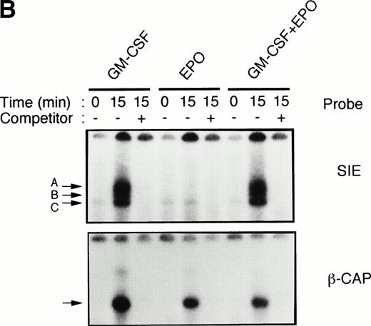 Fig. 1. Activation by GM-CSF of Stat1α and Stat3 and suppression by GM-CSF of EPO-induced erythroid differentiation. (A) UT-7/GM cells were cultured with GM-CSF (10 ng/mL) and/or EPO (10 U/mL). Seven days later, cells were harvested for dianisidine staining. The data are the means ± standard deviation (SD) of triplicate cultures. (B) Growth factor-starved UT-7/GM cells were treated with EPO (10 U/mL) and/or GM-CSF (10 ng/mL) for 15 minutes. Nuclear extracts were then prepared for an EMSA with32P-labeled SIE or β-CAP probes. Arrows A, B, and C indicate a homodimer of Stat3, a heterodimer of Stat1α and Stat3, and a homodimer of Stat1α, respectively (see Kirito et al13and text).