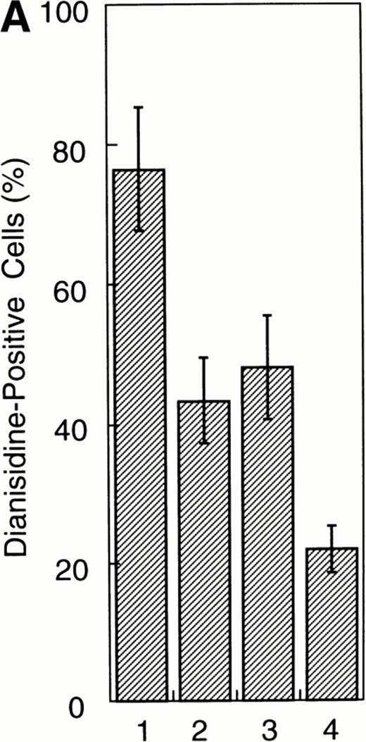 Fig. 2. Effects of overexpression of Stat1α and/or Stat3 on the EPO-induced differentiation of UT-7/GM cells. (A) UT-7/GM clones transfected with vector alone (lane 1; n = 10), Stat1α-transfected clones (lane 2; n = 10), Stat3-transfected clones (lane 3; n = 10), and Stat1α and Stat3-cotransfected clones (lane 4; n = 3) were cultured with EPO (10 U/mL). Seven days later, cells were harvested for dianisidine-staining. The data are the mean ± SD. (B) Parent UT-7/GM cells, Stat1α-transfected clones (clones 29, 32, and 47), and Stat3-transfected clones (clones 5, 12, and 29) were cultured with EPO (10 U/mL) and harvested for the isolation of total cellular RNA. γ-Globin and ALAS-E transcripts were detected by Northern blotting. The membrane was rehybridized with a32P-labeled human ribosomal DNA probe to show the amounts of RNA loaded.