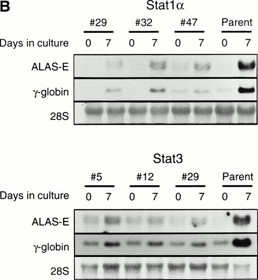 Fig. 2. Effects of overexpression of Stat1α and/or Stat3 on the EPO-induced differentiation of UT-7/GM cells. (A) UT-7/GM clones transfected with vector alone (lane 1; n = 10), Stat1α-transfected clones (lane 2; n = 10), Stat3-transfected clones (lane 3; n = 10), and Stat1α and Stat3-cotransfected clones (lane 4; n = 3) were cultured with EPO (10 U/mL). Seven days later, cells were harvested for dianisidine-staining. The data are the mean ± SD. (B) Parent UT-7/GM cells, Stat1α-transfected clones (clones 29, 32, and 47), and Stat3-transfected clones (clones 5, 12, and 29) were cultured with EPO (10 U/mL) and harvested for the isolation of total cellular RNA. γ-Globin and ALAS-E transcripts were detected by Northern blotting. The membrane was rehybridized with a32P-labeled human ribosomal DNA probe to show the amounts of RNA loaded.