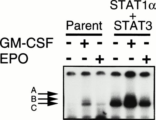 Fig. 4. Establishment of UT-7/GM cells coexpressing Stat1α and Stat3. UT-7/GM cells were cotransfected with Stat1α and Stat3 cDNA. UT-7/GM and transfectant cells were deprived of growth factors for 24 hours and then incubated with GM-CSF (10 ng/mL) or EPO (10 U/mL) for 15 minutes. Nuclear extracts were then prepared from the cells, and an EMSA was performed using 32P-labeled SIE probes.