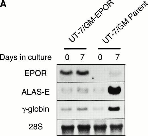Fig. 5. Effects of overexpression of EPOR on the EPO-induced erythroid differentiation of UT-7/GM cells. (A) Parent UT-7/GM and UT-7/GM-EPOR cells were treated with EPO (10 U/mL) for 7 days, and total cellular RNA was isolated. The transcripts of EPOR, ALAS-E, and γ-globin were examined by Northern blotting. The membrane was rehybridized with a 32P-labeled human ribosomal DNA probe to show the amounts of RNA loaded. (B) Dianisidine-staining. UT-7/GM-EPOR cells were cultured with 10 U/mL of EPO for 7 days. The cells were harvested for dianisidine staining. The data are the mean ± SD of triplicate cultures. (C) Parent UT-7/GM cells and UT-7/GM-EPOR cells were starved for 24 hours. The cells were stimulated with GM-CSF (10 ng/mL, left panel) or EPO (10 U/mL, right panel) and harvested for cell cycle analysis. The percentage of cells in G0/G1 was determined. The data are the means of three independent experiments.
