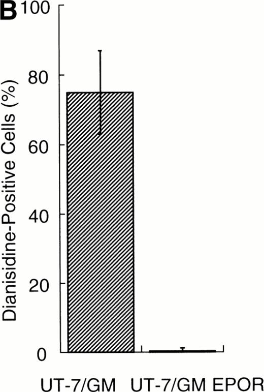 Fig. 5. Effects of overexpression of EPOR on the EPO-induced erythroid differentiation of UT-7/GM cells. (A) Parent UT-7/GM and UT-7/GM-EPOR cells were treated with EPO (10 U/mL) for 7 days, and total cellular RNA was isolated. The transcripts of EPOR, ALAS-E, and γ-globin were examined by Northern blotting. The membrane was rehybridized with a 32P-labeled human ribosomal DNA probe to show the amounts of RNA loaded. (B) Dianisidine-staining. UT-7/GM-EPOR cells were cultured with 10 U/mL of EPO for 7 days. The cells were harvested for dianisidine staining. The data are the mean ± SD of triplicate cultures. (C) Parent UT-7/GM cells and UT-7/GM-EPOR cells were starved for 24 hours. The cells were stimulated with GM-CSF (10 ng/mL, left panel) or EPO (10 U/mL, right panel) and harvested for cell cycle analysis. The percentage of cells in G0/G1 was determined. The data are the means of three independent experiments.