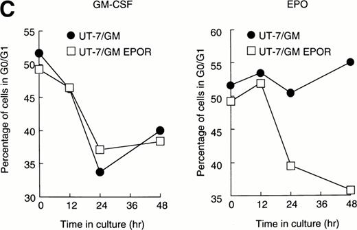 Fig. 5. Effects of overexpression of EPOR on the EPO-induced erythroid differentiation of UT-7/GM cells. (A) Parent UT-7/GM and UT-7/GM-EPOR cells were treated with EPO (10 U/mL) for 7 days, and total cellular RNA was isolated. The transcripts of EPOR, ALAS-E, and γ-globin were examined by Northern blotting. The membrane was rehybridized with a 32P-labeled human ribosomal DNA probe to show the amounts of RNA loaded. (B) Dianisidine-staining. UT-7/GM-EPOR cells were cultured with 10 U/mL of EPO for 7 days. The cells were harvested for dianisidine staining. The data are the mean ± SD of triplicate cultures. (C) Parent UT-7/GM cells and UT-7/GM-EPOR cells were starved for 24 hours. The cells were stimulated with GM-CSF (10 ng/mL, left panel) or EPO (10 U/mL, right panel) and harvested for cell cycle analysis. The percentage of cells in G0/G1 was determined. The data are the means of three independent experiments.
