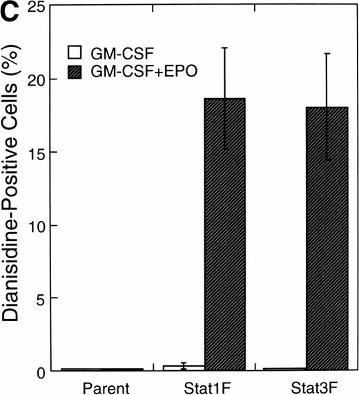 Fig. 6. Effects of dominant-negative forms of Stat1α and Stat3 on the inhibition by GM-CSF of EPO-induced erythroid differentiation. (A) UT-7/GM cells were transfected with a plasmid DNA mixture (1 μg of reporter genes containing 4 copies of APRE in front of the minimaljunB promoter linked to the luciferase gene, 2 μg of either expression vector pCAGGS-Neo, with no insert or with an insert of Stat cDNA encoding either HA-Stat3F or HA-Stat1F, and 1 μg of pSV-β-galactosidase. After transfection, the cells were cultured without growth factors and then stimulated with GM-CSF (10 ng/mL) for 6 hours. Luciferase values were normalized for β-galactosidase activity and expressed relative to the normalized luciferase activity in the extracts from unstimulated cells transfected with the reporter plasmids and a control expression plasmid. The data are the mean ± SD of more than four independent experiments. (B) MTT reduction assay. Cells were plated at a density of 104/well in IMDM supplemented with 5% FCS and cultured with GM-CSF (10 ng/mL). MTT reduction was measured after 3 days of culture. The data are the mean ± SD of triplicate cultures. (C) Dianidisine staining. Cells were cultured in the presence of GM-CSF (10 ng/mL) or a combination of EPO (10 U/mL) and GM-CSF (10 ng/mL). Seven days later, cells were harvested for dianisidine staining. The data are the mean ± SD from three independent clones.