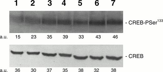 Fig. 1. Western blot analysis of PSer133-CREB and total CREB protein performed in HEL cells stimulated for 30 minutes with increasing concentrations of TPO. Cells were treated with 0 (negative control, lane 1), 1 (lane 2), 10 (lane 3), 100 (lane 4), or 500 (lane 5) ng/mL of TPO; 10 μmol/L forskolin (lane 6); or 10−7 mol/L PMA (lane 7). A representative experiment with the densitometric analysis expressed in arbitrary units (a.u.) is shown. The mean PSer133-CREB densitometric values ± SD of five separate experiments were 13 ± 3.5 (lane 1), 21 ± 4.8 (lane 2), 36.5 ± 4.4 (lane 3), 41.5 ± 5.8 (lane 4), 32 ± 4.3 (lane 5), 45.6 ± 5.8 (lane 6), and 47.3 ± 5.1 (lane 7).