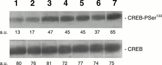 Fig. 2. Western blot analysis of PSer133-CREB and total CREB protein performed in HEL stimulated with 100 ng/mL of TPO for various time points. Cells were left untreated (negative control, lane 1) or treated with 100 ng/mL of TPO for 1 (lane 2), 5 (lane 3), 15 (lane 4), 30 (lane 5), or 60 minutes (lane 6) or with 10−7 mol/L PMA for 30 minutes (lane 7). A representative experiment with the densitometric analysis expressed in arbitrary units (a.u.) is shown. The mean PSer133-CREB densitometric values ± SD of four separate experiments were 12.4 ± 2.9 (lane 1), 18.3 ± 3.9 (lane 2), 46.1 ± 5.1 (lane 3), 47.9 ± 6.3 (lane 4), 46 ± 5.2 (lane 5), 35.9 ± 5.2 (lane 6), and 62.3 ± 7.4 (lane 7).