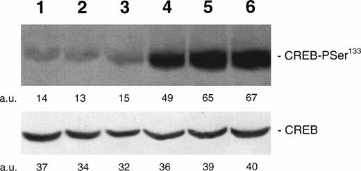 Fig. 3. Western blot analysis of PSer133-CREB and total CREB protein performed in HEL stimulated with agonists inducing differentiation along either the megakaryocytic or erythroid lineages. Cells were either left untreated (negative control, lane 1) or treated for 30 minutes with 10 U/mL Epo (lane 2), 10−7 mol/L hemin (lane 3), 100 ng/mL TPO (lane 4), 10 μmol/L forskolin (lane 5), or 10−7 mol/L PMA for 30 minutes (lane 6). Results from one experiment representative of three separate experiments are shown. The densitometric analysis is expressed in arbitrary units (a.u.).
