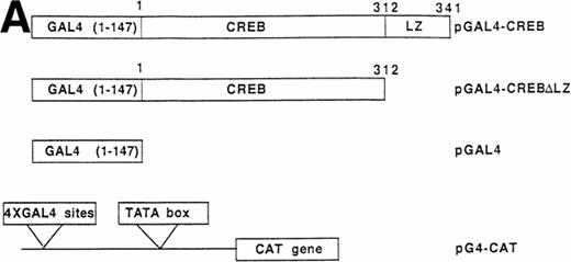 Fig. 5. Analysis of GAL4-CREB fusions by cotransfection assay. (A) Schematic structure of GAL4-CREB fusion constructs and reporter gene construct. (B) HEL cells were cotransfected with the pG4-CAT reporter gene and a gene encoding GAL4(1-147), GAL4-CREB▵LZ, or GAL4-CREB▵LZM1 and then treated with medium alone (negative control), TPO (100 ng/mL), Epo (2 U/mL), hemin (10−7 mol/L), forskolin (10−5 mol/L), or PMA (10−7 mol/L) for 30 minutes. CAT promoter activity was measured as folds of activations with respect to HEL cells left untreated (medium alone). Data are reported as the means ± SD of three independent transfection experiments performed in duplicate.