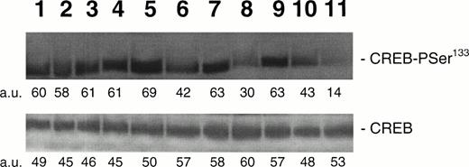 Fig. 6. Western blot analysis of PSer133-CREB and total CREB protein, performed in HEL cells stimulated with 100 ng/mL TPO (lanes 1 through 4), 10−5 mol/L FK (lanes 5 and 6), 10−7 mol/L PMA (lanes 7 through 10), or left untreated (lane 11) in the absence (lanes 1, 5, 7, and 9) or presence of 10−6 mol/L BIM (lanes 2 and 8), 10−4 mol/L chelerythrine (lanes 3 and 10), or 10−6 mol/L H89 (lane 6). Results from one representative experiment of three separate experiments are shown. The densitometric analysis is expressed in arbitrary units (a.u.).