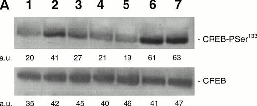 Fig. 7. (A) Western blot analysis of PSer133-CREB and total CREB protein performed in HEL cells before (lane 1) and after stimulation with 100 ng/mL of TPO (lanes 2 through 5) or FK (lanes 6 and 7) in the absence (positive control, lane 2) or presence of 10−5 mol/L (lanes 3 and 7) or 5 × 10−5mol/L (lanes 4 and 5) of the specific MAPK inhibitor, PD 98059. Results from one representative experiment of three separate experiments are shown. The densitometric analysis is expressed in arbitrary units (a.u.). (B) Flow cytometric analysis of integrin αIIbβ3 receptors at the plasma membrane of HEL cells left untreated or treated for 48 hours with 100 ng/mL TPO in the absence or presence of 5 × 10−5 mol/L PD98059, which was readded in culture every 8 hours. Results from one representative experiment of three separate experiments are shown. X axis: relative αIIbβ3 (CD41a) fluorescence intensity. Y axis: relative cell number. (C) Assay of MAPK catalytic activity performed in HEL cells treated with TPO (100 ng/mL) or Epo (2 U/mL) for various time points. Data are expressed in cpm as the means ± SD of four separate experiments performed in duplicate.