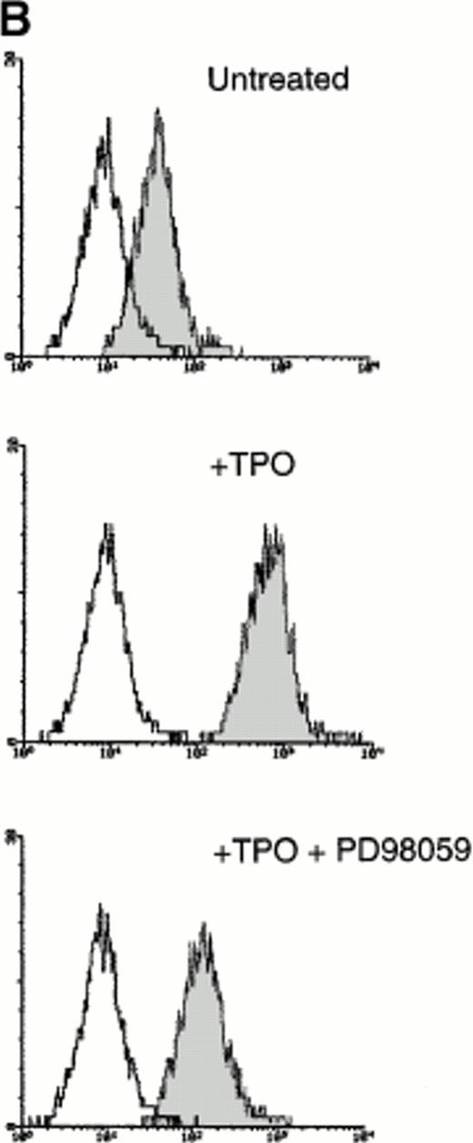 Fig. 7. (A) Western blot analysis of PSer133-CREB and total CREB protein performed in HEL cells before (lane 1) and after stimulation with 100 ng/mL of TPO (lanes 2 through 5) or FK (lanes 6 and 7) in the absence (positive control, lane 2) or presence of 10−5 mol/L (lanes 3 and 7) or 5 × 10−5mol/L (lanes 4 and 5) of the specific MAPK inhibitor, PD 98059. Results from one representative experiment of three separate experiments are shown. The densitometric analysis is expressed in arbitrary units (a.u.). (B) Flow cytometric analysis of integrin αIIbβ3 receptors at the plasma membrane of HEL cells left untreated or treated for 48 hours with 100 ng/mL TPO in the absence or presence of 5 × 10−5 mol/L PD98059, which was readded in culture every 8 hours. Results from one representative experiment of three separate experiments are shown. X axis: relative αIIbβ3 (CD41a) fluorescence intensity. Y axis: relative cell number. (C) Assay of MAPK catalytic activity performed in HEL cells treated with TPO (100 ng/mL) or Epo (2 U/mL) for various time points. Data are expressed in cpm as the means ± SD of four separate experiments performed in duplicate.