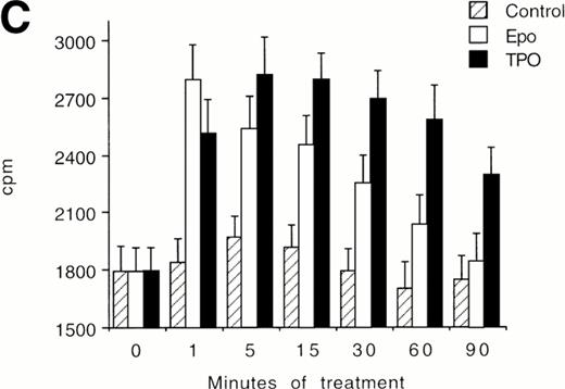 Fig. 7. (A) Western blot analysis of PSer133-CREB and total CREB protein performed in HEL cells before (lane 1) and after stimulation with 100 ng/mL of TPO (lanes 2 through 5) or FK (lanes 6 and 7) in the absence (positive control, lane 2) or presence of 10−5 mol/L (lanes 3 and 7) or 5 × 10−5mol/L (lanes 4 and 5) of the specific MAPK inhibitor, PD 98059. Results from one representative experiment of three separate experiments are shown. The densitometric analysis is expressed in arbitrary units (a.u.). (B) Flow cytometric analysis of integrin αIIbβ3 receptors at the plasma membrane of HEL cells left untreated or treated for 48 hours with 100 ng/mL TPO in the absence or presence of 5 × 10−5 mol/L PD98059, which was readded in culture every 8 hours. Results from one representative experiment of three separate experiments are shown. X axis: relative αIIbβ3 (CD41a) fluorescence intensity. Y axis: relative cell number. (C) Assay of MAPK catalytic activity performed in HEL cells treated with TPO (100 ng/mL) or Epo (2 U/mL) for various time points. Data are expressed in cpm as the means ± SD of four separate experiments performed in duplicate.