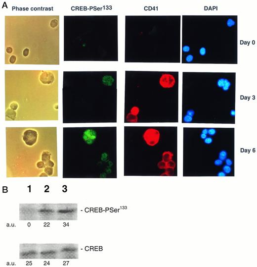 Fig. 8. (A) Analysis of PSer133-CREB and αIIbβ3 by double (anti-PSer133-CREB polyclonal rabbit serum + anti-CD41a MoAb followed by GAR-FITC + GAM-TRIC) immunofluorescence in primary CD34+hematopoietic progenitor cells stimulated for various days with 100 ng/mL of TPO. CD34+ cells were analyzed immediately after purification (day 0) and after 3 or 6 days of liquid culture in the presence of 100 ng/mL of TPO by either phase contrast or fluorescence microscopy. Green nuclear fluorescence corresponds to PSer133-CREB positivity, red membrane and cytoplasmic fluorescence corresponds to CD41a positivity, and blue fluorescence corresponds to nuclear counterstaining with DAPI. Results from one representative experiment of three separate experiments are shown. (B) Western blot analysis of PSer133-CREB and whole CREB protein performed in CD34+ hematopoietic progenitor cells immediately after purification (lane 1) or after 6 days of liquid culture in the presence of 100 ng/mL of TPO (lane 2). The positive control is represented by HEL cells (lane 3) treated with TPO for 30 minutes. The densitometric analysis is expressed in arbitrary units (a.u.).