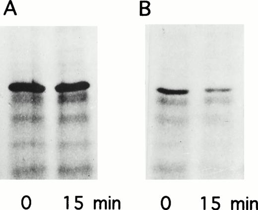 Fig. 7. Pulse-chase analysis of recombinant factor XIII A subunits expressed in yeast. (A) pGal181/wild-type factor XIII A subunit. (B) pGal181/Asn344–deleted factor XIII A subunit. The cells were metabolically labeled for 10 minutes followed by a 15-minute chase.