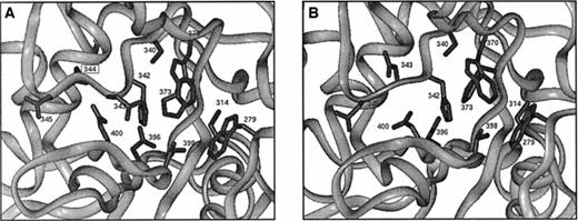 Fig. 8. (A) Illustration of the active site in the core domain of factor XIII A subunit. Side chains of active site residues Cys314, His373, Asp396, and Trp279, Ser340, His342, Asp343, Asp345, Trp370, Thr398, and Gln400 are shown along with the side chain of Asn344, which is deleted in the patient studied here. (B) As for Fig8A but showing a possible configuration for the mutant enzyme. Asp343 has a completely different orientation that is expected to be detrimental for enzyme activity.