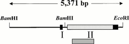Fig. 1. Genomic arrangement of the mouse GP Ibα gene. Restriction enzyme analysis of a P1 plasmid containing a fragment of mouse genomic DNA identified contiguous BamHI andBamHI/EcoRI restriction fragments that were chosen for DNA sequence determination. Based on sequence alignment with the human GP Ibα gene, boundaries for two exons are proposed (boxed regions) with an open reading frame (shaded box) encoding the putative mouse GP Ibα precursor polypeptide.19 A shaded gray region under the schematic representation of the gene identifies the approximate position of a radiolabeled fragment used for Northern analysis (Fig 2). The nucleotide sequence has been deposited in GenBank (accession no.U91967).
