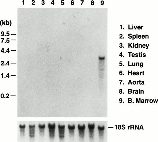Fig. 2. Northern blot analysis of RNA prepared from the major murine organs. Total RNA was isolated from nine organs of adult mice and electrophoresed through a 1% agarose/formaldehyde denaturing gel. After electrophoresis, the RNA was transferred to a nitrocellulose membrane and hybridized with a radiolabeled probe of the murine GP Ibα coding sequence.19 A representative photograph of the autoradiograph obtained after hybridization and washing documents an RNA species of 2.7 kb in RNA prepared from bone marrow of a mouse femur. The size of the RNA is consistent with the predicted size of the transcript encoding mouse GP Ibα (Fig 1). No other hybridizing signals were observed after a lengthy (2 weeks) exposure to x-ray film. The migrating position of an RNA molecular weight standard is shown to the left. After obtaining the autoradiograph, the nitrocellulose membrane was stripped of radioactivity and rehybridized with a radiolabeled DNA probe from the mouse 18S rRNA gene to confirm similar amounts of RNA were loaded from the different RNA preparations (lower panel).