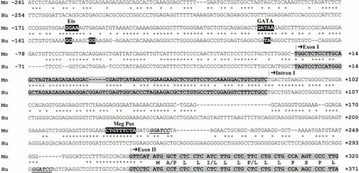 Fig. 3. Promoter alignments of mouse and human GP Ibα gene sequences. Mouse (Mo) and human (Hu) GP Ibα gene sequences are aligned flanking the transcription initiation site of the human GP Ibα gene (nucleotide +1). Negative nucleotide numbering relative to the transcription initiation site is shown to the left of each sequence. The human GP Ibα gene is composed of a 5′ untranslated exon (exon I), a single intron, and a single exon (exon II) containing the initiating methionine codon (ATG). The exons are highlighted by a shaded box with only a limited 5′ portion of exon II displayed. Mouse exon I corresponds to nucleotides 2,387 to 2,466 and exon II begins at nucleotide 2,659 of GenBank accession no.U91967. The human 5′ sequence contains GATA and Etscis-acting elements, which have previously been shown by mutagenesis to be essential for promoter activity in megakaryocytic-like cell lines.20 Mutated bases of the human sequence that eliminated promoter activity are highlighted by black boxes at nucleotides −150 to −142 (Ets) and −92 to −91 (GATA).20 The mouse GP Ibα sequence displays a similar overall arrangement with conserved GATA and Ets elements along with positive regulatory element (MegPos) identified in the rat and human platelet factor 4 promoters.41 Translated sequence for the first 14 residues of the human and mouse GP Ibα signal peptides is shown in exon II with a single-letter notation for each residue except where there exists sequence differences, in which case both species-specific amino acids are shown. A BamHI restriction site is underlined (nucleotides 207-212) and corresponds to the 3′ boundary of the promoter fragment used to generate transgenic mice expressing the reporter protein, luciferase. Human GP Ibα DNA sequence corresponds to GenBank accession no. M22403.