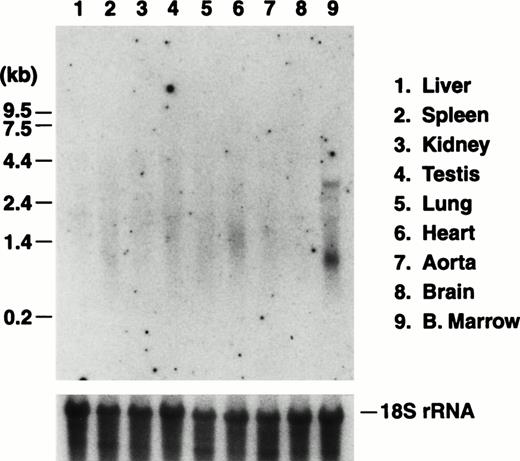 Fig. 4. Northern blot analysis of RNA prepared from transgenic murine organs. Transgenic mice were generated expressing the reporter protein, luciferase, under the control of a BamHI promoter fragment of the murine GP Ibα gene (Fig 1). Five mouse colonies were expanded from individual founder mice. Results are presented from one mouse line and are typical of each of the five lines in which expression of the transgene was observed. As described in Fig 2, total RNA was prepared from the major organs of the transgenic mice and analyzed by Northern analysis. The luciferase mRNA transcript of 2.4 kb was detected using a radiolabeled fragment from the coding sequence for luciferase. Similar to results probing for the endogenous GP Ibα transcript, a transcript is only visible in RNA prepared from the marrow of a mouse femur. Subsequent hybridization of the same filter with a portion of the mouse 18S rRNA gene is shown to illustrate similar RNA levels for each lane.