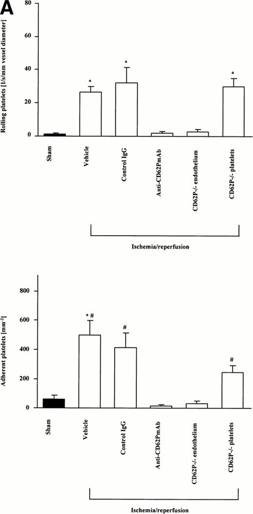 Fig. 1. Platelet-endothelial cell interactions during I/R of the small intestine in vivo. Platelet-endothelial cell interactions were investigated in arterioles (A) and venules (B) using intravital fluorescence microscopy. Sham-operated animals served as controls. According to their interaction with the endothelial cell lining, platelets were classified into rolling or firmly adherent cells. Rolling platelets (upper panels) are presented as the number of cells per second and millimeters of vessel diameter; adherent platelets (lower panels) are given per square millimeter of vessel surface. Mean ± SEM, n = 6 experimental animals per group. *P < .01 versus sham, #P < .01 versus anti-CD62P MoAb, Dunn's method.