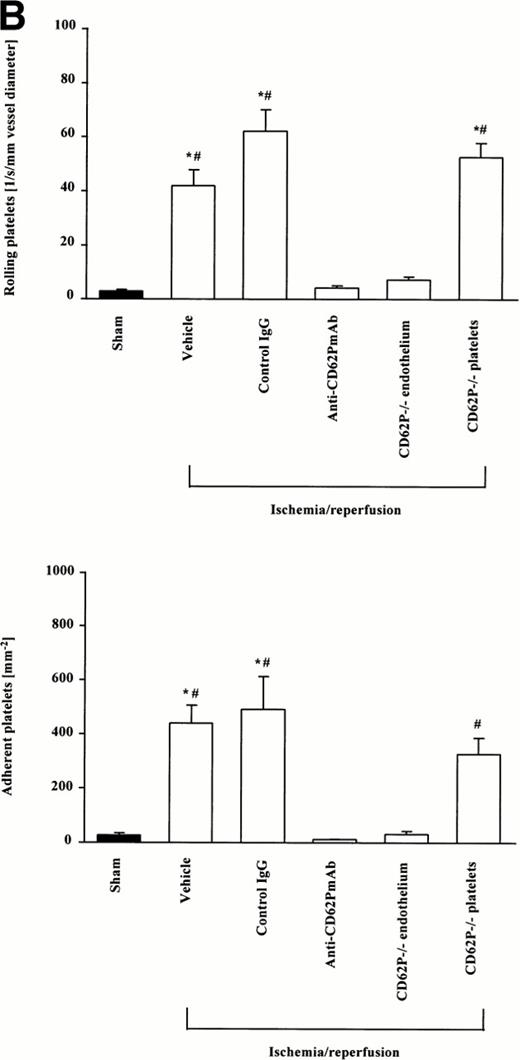 Fig. 1. Platelet-endothelial cell interactions during I/R of the small intestine in vivo. Platelet-endothelial cell interactions were investigated in arterioles (A) and venules (B) using intravital fluorescence microscopy. Sham-operated animals served as controls. According to their interaction with the endothelial cell lining, platelets were classified into rolling or firmly adherent cells. Rolling platelets (upper panels) are presented as the number of cells per second and millimeters of vessel diameter; adherent platelets (lower panels) are given per square millimeter of vessel surface. Mean ± SEM, n = 6 experimental animals per group. *P < .01 versus sham, #P < .01 versus anti-CD62P MoAb, Dunn's method.