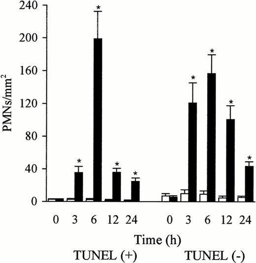 Fig. 6. Number of TUNEL-positive and TUNEL-negative PMNs in the liver after the administration of sterile saline (□) and LPS (▩). Few TUNEL-positive and TUNEL-negative PMNs were observed in the liver after sterile saline injection. However, the number of both TUNEL-positive and TUNEL-negative PMNs increased rapidly and peaked at 6 hours after LPS injection. The percentage of TUNEL positive PMNs exceeded 50% of the total (TUNEL-positive and TUNEL-negative PMNs) at 6 hours after the LPS injection. The number of cells is expressed per mm2 of TUNEL-stained paraffin sections (4 μm). Data are expressed as mean ± SD. Bars represent SD. *P < .01 versus saline treatment. Three rats per group were examined.