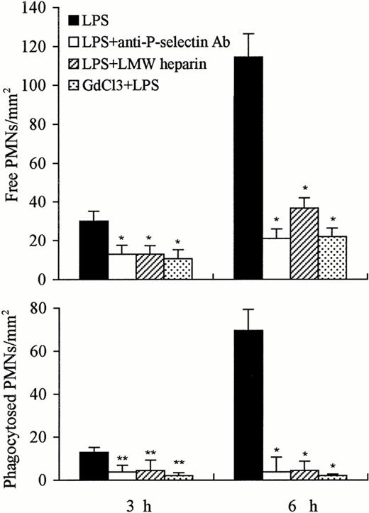 Fig. 9. Number of free and phagocytosed PMNs in the liver at 3 and 6 hours after treatment with LPS, LPS anti–P-selectin Ab, LPS LMW heparin, and GdCl3 LPS. The number of free and phagocytosed PMNs was reduced at 3 hours, and significant reduction was observed 6 hours after combined treatment with anti–P-selectin Ab or LMW heparin or GdCl3, compared with LPS treatment alone. The number of phagocytosed PMNs was near to 0 level 3 or 6 hours after combined treatment with GdCl3. The number of cells is expressed per mm2 of semithin section (0.2 μm). Data are expressed as mean ± SD. Bars represent SD. *P < .01, **P < .05 versus LPS treatment only. Three rats per group were examined.