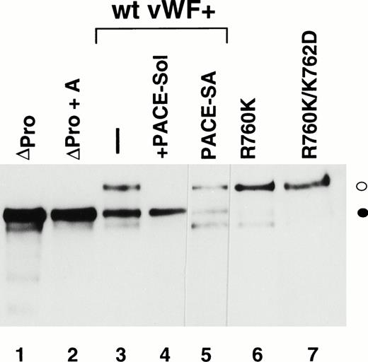 Fig. 1. Western immunoblot analysis of vWF propeptide processing. Equal aliquots of conditioned medium from transiently transfected COS-1 cells were analyzed by SDS-PAGE under reducing conditions. Proteins were transferred to nitrocellulose and probed with anti-vWF antibody as described in the Materials and Methods. Where cotransfection was performed, equal amounts of the two plasmid DNAs were used in the transfection. The ratio of pro-vWF to mature was quantified by scanning as described in the Materials and Methods. The amount of pro-vWF in this analysis is underrepresented due to the poorer transfer efficiency of the high molecular weight pro-vWF. (○) Pro-vWF; (•) mature vWF.