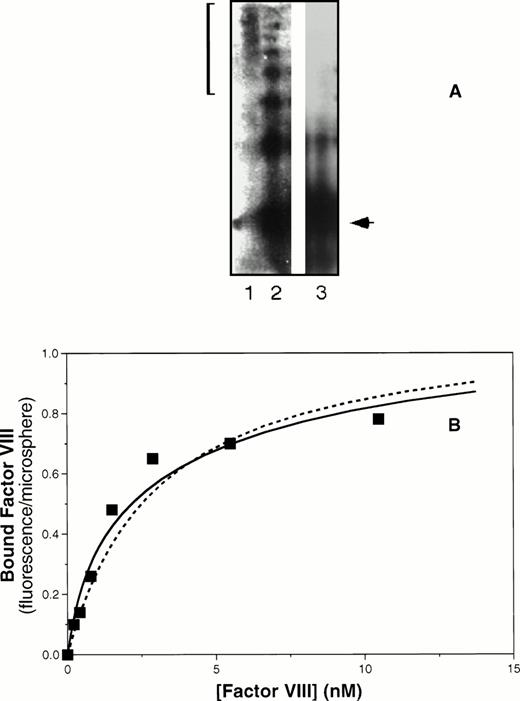Fig. 5. Coexpression of the vWF propeptide increases binding affinity of ΔPro-vWF for factor VIII. COS-1 cells were transfected with ΔPro-vWF in the presence or absence of the vWF propeptide expression vector pMT2-KRX. The resulting protein was evaluated by agarose gel electrophoresis under nonreducing conditions and transferred to nitrocellulose for detection as described in the Materials and Methods and shown in (A). Lane 1, plasma-derived vWF; lane 2, ΔPro-vWF coexpressed with the propeptide; lane 3, ΔPro-vWF without the propeptide. The bracket on the left indicates the distribution of vWF multimers in plasma. The arrow indicates the migration of the dimeric form of vWF. (B) Factor VIII binding as the fluorescence per Superose microsphere monitored by flow cytometry, measured as described for Fig 4. The solid fitted curve corresponds to a model with two classes of binding sites corresponding to lower affinity sites on non–disulfide-linked N-termini and higher affinity sites on disulfide-linked N-termini. The corresponding KDs were 0.77 and 6.5 nmol/L. The dashed curve corresponds to the same maximum fluorescence/microsphere but a single class of binding sites with intermediate affinity, KD of 3 nmol/L.