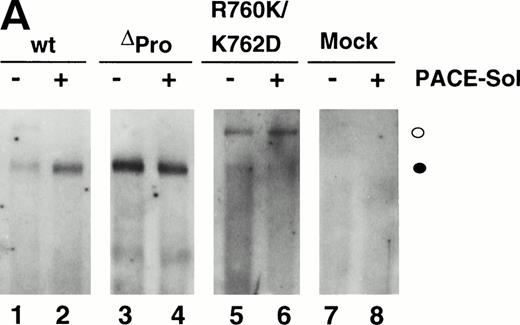 Fig. 7. In vitro cleavage of pro-vWF by PACE/furinincreases binding affinity to factor VIII. COS-1 cells were transfected with wild-type vWF, ΔPro-vWF, or cleavage site mutant R760K/K762D vWF and conditioned medium was harvested. vWF from the conditioned medium was immobilized on anti-vWF polyclonal antibody-coated microtiter plates. The immobilized vWF was then treated with concentrated conditioned medium from PACE-Sol–transfected or mock-transfected COS-1 cells as described in the Materials and Methods. In (A), proteins were recovered from the wells and analyzed by SDS-PAGE under reducing conditions and Western blot analysis using polyclonal anti-vWF antibody. (○) Pro-vWF; (•) mature vWF. (B) Factor VIII binding (1.25 nmol/L) to vWF preparations (wild-type, ΔPro-vWF and R760K/K762D vWF) that were immobilized on anti-vWF polyclonal antibody-coated microtiter plates and then treated with conditioned medium from mock-transfected or PACE-Sol-transfected (+ PACE) COS-1 cells. Although the results depicted here are from a single experiment with a single concentration of factor VIII in which Western blot analysis was performed in parallel (A), this experiment was performed several times with varying concentrations of factor VIII and gave consistent results.