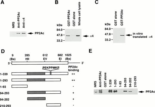 Fig. 1. Association of α4 with PP2Ac. (A) Cell lysates of Jurkat were immunoprecipitated for 2 hours at 4°C with either anti-hα4 Ab, anti-PP2Ac Ab, or preimmune serum. The immunoprecipitates were separated by SDS/10% PAGE and transferred to a nitrocellulose filter. The filter was then probed with anti-PP2Ac Ab. The migration of human PP2Ac is indicated. (B) Cell lysates of Jurkat (50 × 106 cells) were mixed with 10 μg of GST-PP2Ac fusion protein or the control GST alone. The precipitates (15 × 106 cell equivalents per lane) were captured by Glutathione-Sepharose beads, separated by SDS/10% PAGE, and transferred to nitrocellulose filter. The filter was immunodetected with anti-hα4 Ab. Jurkat cell lysate (1 × 106/lane) was used as a positive control for α4 immunoblotting. The migration of α4 is indicated. (C) mα4 was synthesized in vitro in the presence of 35S-methionine using an in vitro translation kit (Amersham). GST-PP2Ac or GST alone was mixed with radiolabeled α4 and precipitated by Glutathione-Sepharose. Recovered proteins were separated by SDS-PAGE and subsequently developed by autoradiography. (D) Schematic diagram of GST-α4 fusion proteins used to localize the region that is necessary for binding to PP2Ac. Numbers on the left side indicate the positions of amino acid residues of α4. Restriction enzyme sites used for construction of mutants are shown. Ba,BamHI; EI, EcoRI; EV, EcoRV; HII,HincII. Hatched regions indicate the binding site. The intensities of the PP2Ac bands in the pull-down assay performed in (E) are indicated by ++, +, and −. (E) Various mutants of GST-α4 fusion proteins were tested for their binding activities to PP2Ac.