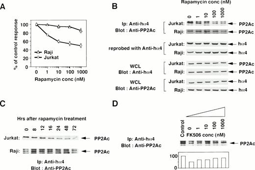 Fig. 2. Rapamycin-sensitive dissociation of PP2Ac and α4. (A) Rapamycin sensitivity was measured on the proliferation of Jurkat and Raji. Jurkat is sensitive to rapamycin treatment, but Raji is relatively insensitive. Relative cell proliferation was compared after measuring by WST-1 assay.31 (B) Rapamycin induces the dose-dependent dissociation of PP2Ac/α4 complex in rapamycin-sensitive Jurkat but not in rapamycin-resistant Raji. Cell lysates were prepared after the culture and the PP2Ac coprecipitated with α4 is detected by Western blot analysis. After detecting signals, the probe on the filter was stripped off according to the company's protocol (Amersham). The filter was then reprobed with anti-hα4 Ab to see the amount of hα4 protein in each lane. To further confirm the existence of similar amounts of PP2Ac and hα4 proteins, Western blot analysis was performed with the whole cell lysates (WCL). (C) Both Jurkat and Raji cells were treated with rapamycin (330 nmol/L) and the PP2Ac associated with α4 was detected by Western blot analysis. Cells were harvested at the time points indicated and the immunoblot was developed with anti-PP2Ac Ab. The migration of PP2Ac is as indicated. (D) Effect of FK506 was examined during the treatment of rapamycin. Varying concentrations of FK506 were added in the culture of Jurkat with rapamycin (10 nmol/L). The cells were harvested after 48 hours and lysed as described above. The α4-associated PP2Ac was detected on Western blot analysis. The PP2Ac signals were measured by the densitometric analysis and are shown as the relative intensities (%) of control culture in the absence of rapamycin. The amounts of hα4 immunoprecipitated with anti-hα4 Ab were controlled by reprobing the same filter (data not shown).