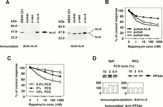 Fig. 3. The correlation of α4 expression and rapamycin sensitivity. (A) Expression of α4 in transfectants was shown by Western blot analysis. Jurkat transfectants expressing mα4 or neomycin-resistant gene, parental Jurkat, and mouse B-cell line WEHI 231 were lysed in lysis buffer containing 1% NP-40. The immunoblot was developed with anti-mα4 Ab (left side) or anti-hα4 Ab (right side). Anti-hα4 Ab recognizes both hα4 and mα4 proteins. The migrations of mouse and hα4 are as indicated. (B) Cells were cultured at 1 × 104/well in 200 μL of medium with various concentrations of rapamycin for 48 hours. Relative cell numbers were analyzed by WTS-1 assay. Results are shown as the percentage of the control culture without rapamycin. Data are representative of 4 independent experiments and are shown as the mean of duplicate samples ± standard deviations. (C) Jurkat cells were cultured at 1 × 105/mL with various concentrations of serum as 10%, 2%, or 0.4% for 72 hours. Rapamycin sensitivity was measured by the WTS-1 assay as described above. (D) Jurkat cells were cultured in the medium that contained either 10%, 2%, or 0.4% of FCS for 72 hours. The amounts of PP2Ac bound to α4 were detected after immunoprecipitation with anti-hα4 Ab, followed by anti-PP2Ac Western blot analysis. Total amounts of PP2Ac were detected using whole cell lysate (WCL). Columns below the bands show the arbitrary units to indicate the relative intensity of the bands as determined by a densitometer.