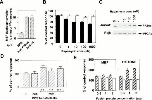 Fig. 4. Binding of phosphatase activity to α4 in cells. (A) Cell lysates of Jurkat were immunoprecipitated by either anti-hα4 Ab, anti-PP2Ac Ab, or normal rabbit serum (NRS). Phosphatase activities in the complex were assayed using 32P-labeled MBP as a substrate. Results are shown as the percentage of input 32P dephosphorylated from MBP. Optimal enzyme and substrate ratio and the incubation time were determined with the rat PP2A purified as described previously.33 Data are the mean of duplicate samples + standard deviations. (B) Jurkat (▪) or Raji (□) cells were treated with various concentrations of rapamycin for 48 hours. The cells were lysed and assayed for their phosphatase activity using 32P-labeled MBP as a substrate. The activity was measured in the presence or absence of 50 nmol/L of OA and the value without OA subtracted from that with OA was calculated. For comparison, the value of lysate without rapamycin was set as 100%. Protein concentrations of samples were adjusted and the amounts of PP2Ac protein were shown in (C). (C) Western blot analysis to demonstrate the amounts of PP2Ac in all samples. Results indicate that proteins are equally adjusted before measuring the phosphatase activities. (D) COS-7 cells were transfected with the mα4 cDNA in pCDM8 or control vector. Cells were lysed after 72 hours of culture and the phosphatase assay was performed as in (B). The effect of rapamycin (10 nmol/L) was measured on mα4-COS transfectant (R+/F−) in comparison to the culture without rapamycin (R−/F−). Recovery of phosphatase activity was measured by the addition of FK506 (100 nmol/L) (R+/F+). (E) Upregulation of phosphatase activity by α4. Effect of GST-α4 (▨) or GST alone (□) was measured in the in vitro phosphatase assay using the phosphorylated MBP or histone H1 with purified PP2A. Regulatory activity on the PP2A was shown as the percentage of control measured only with substrate and enzyme.